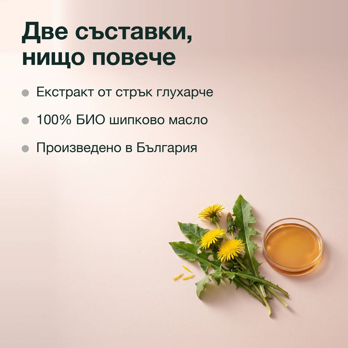 Екстракт от стрък глухарче в шипково масло: Две съставки, нищо повече