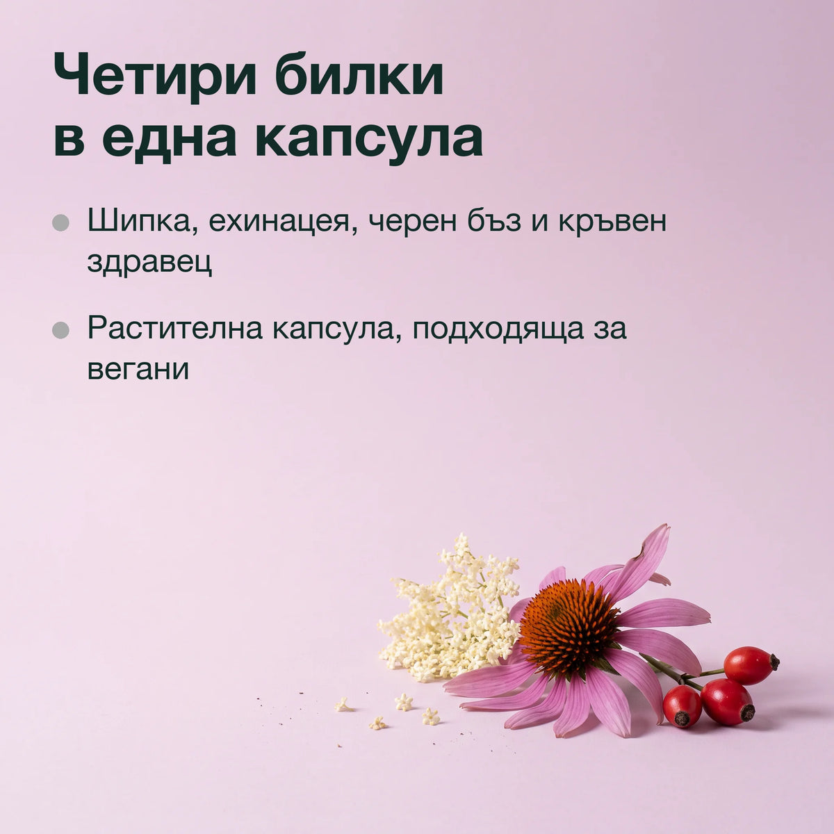 Шипка, ехинацея, черен бъз и кръвен здравец: Четири билки в една капсула