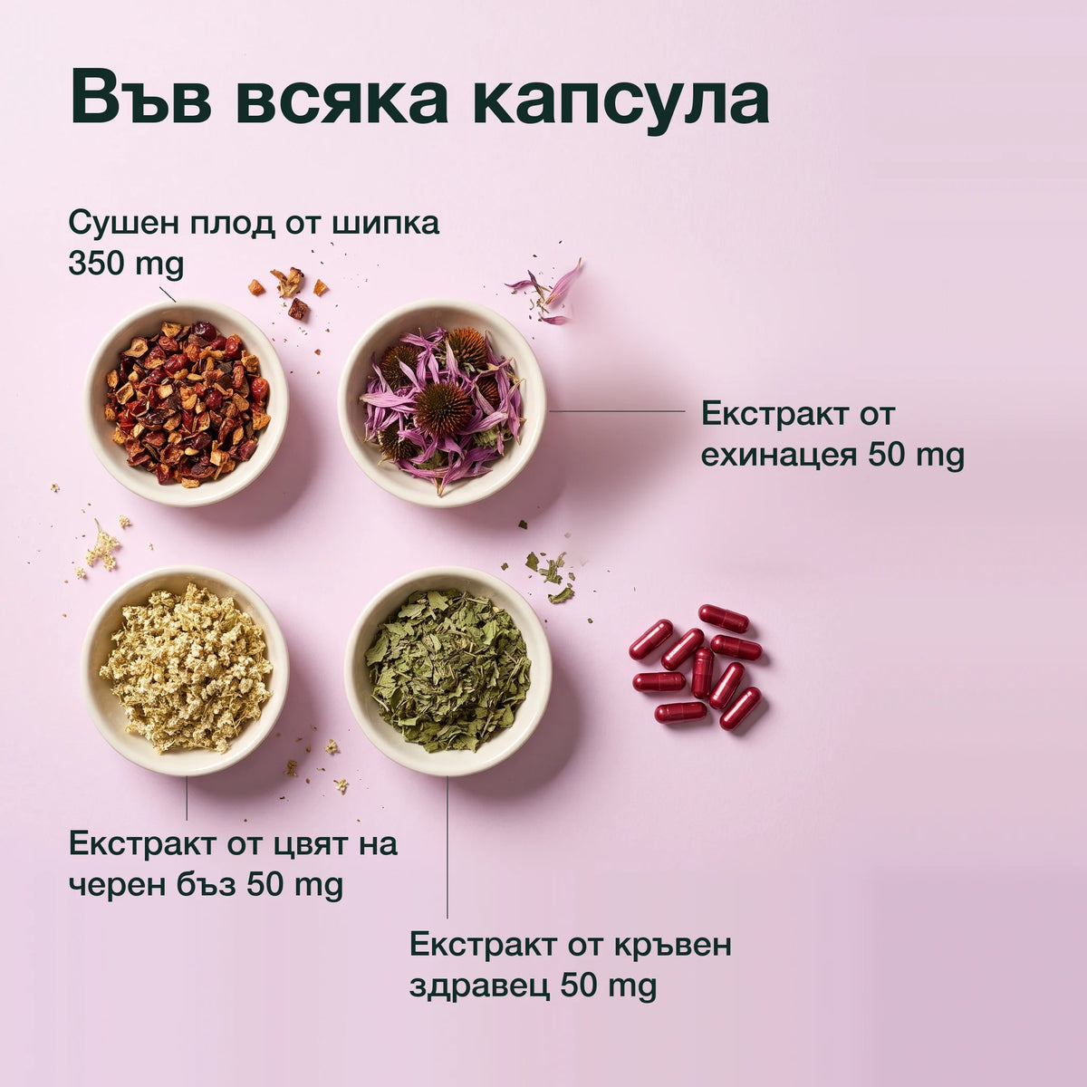 Шипка, ехинацея, черен бъз и кръвен здравец: Във всяка капсула